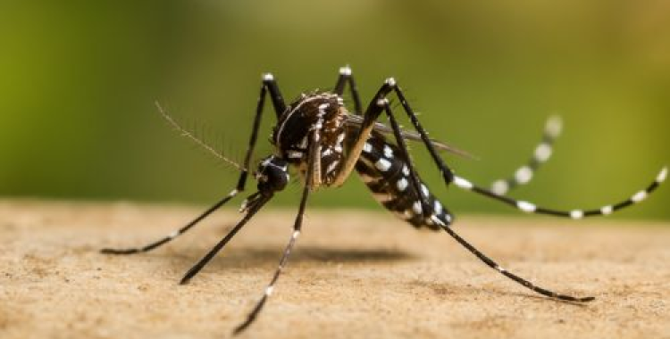 Como Saber se o Mosquito é o da Dengue em Florianópolis e São José – Guia Prático