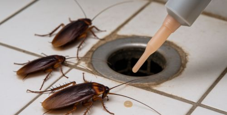 Qual o Melhor Produto para Matar Baratas em Florianópolis?