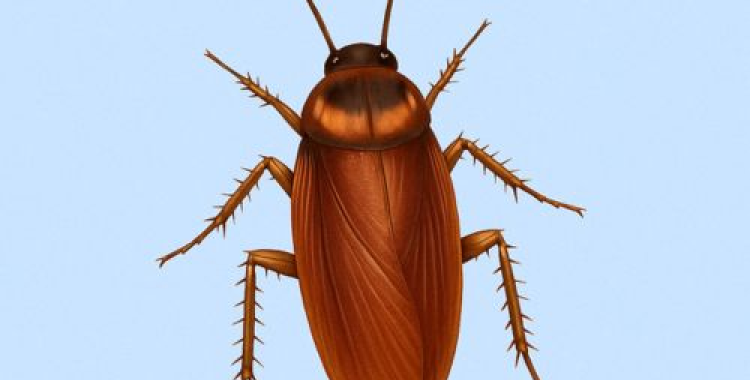 O que devemos fazer para prevenir a proliferação de pragas em Santa Catarina