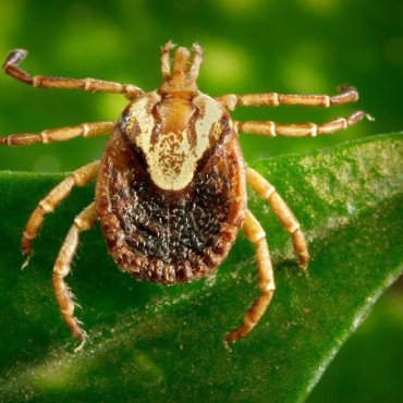 Como Prevenir a Febre Maculosa em Santa catarina?