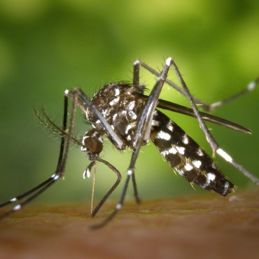 Como saber se o mosquito e o da dengue?