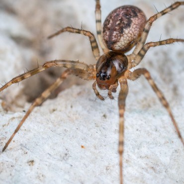 dedetização para aranhas em São José, grande Florianópolis,  Palhoça.