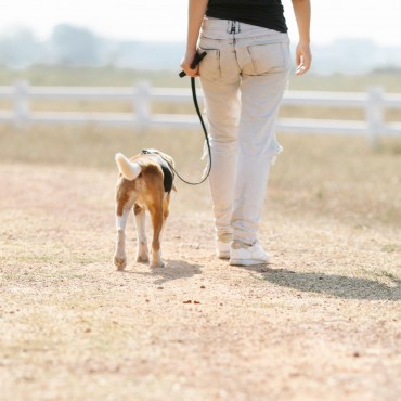 Como fazer desinfecção em Pet Place em condominios em Santa Catarina