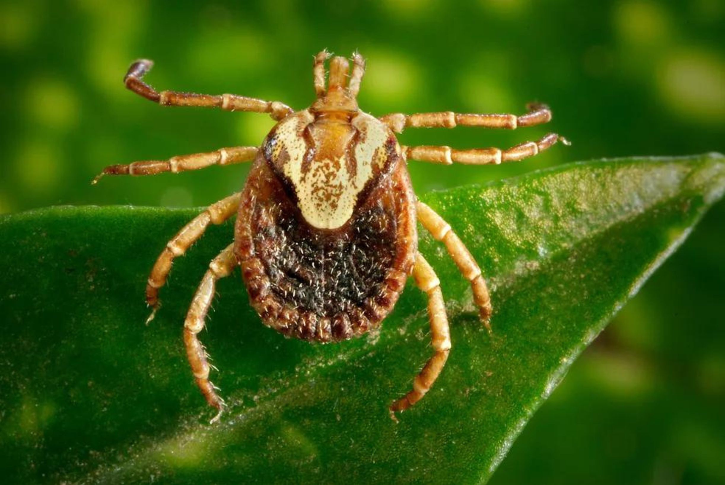 Como Prevenir a Febre Maculosa em Santa catarina?