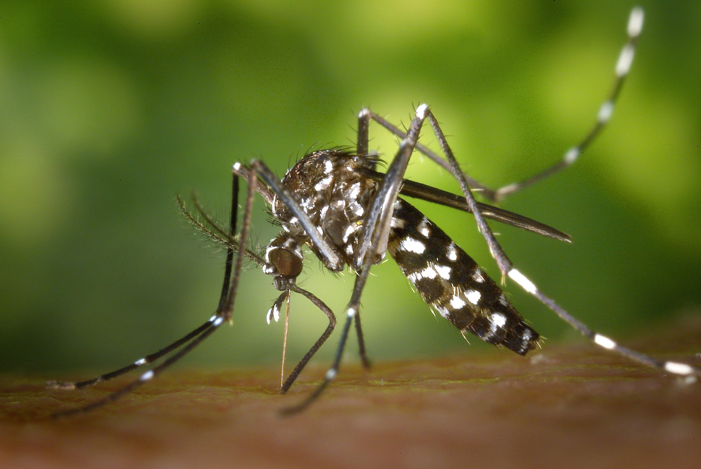 Como saber se o mosquito e o da dengue?