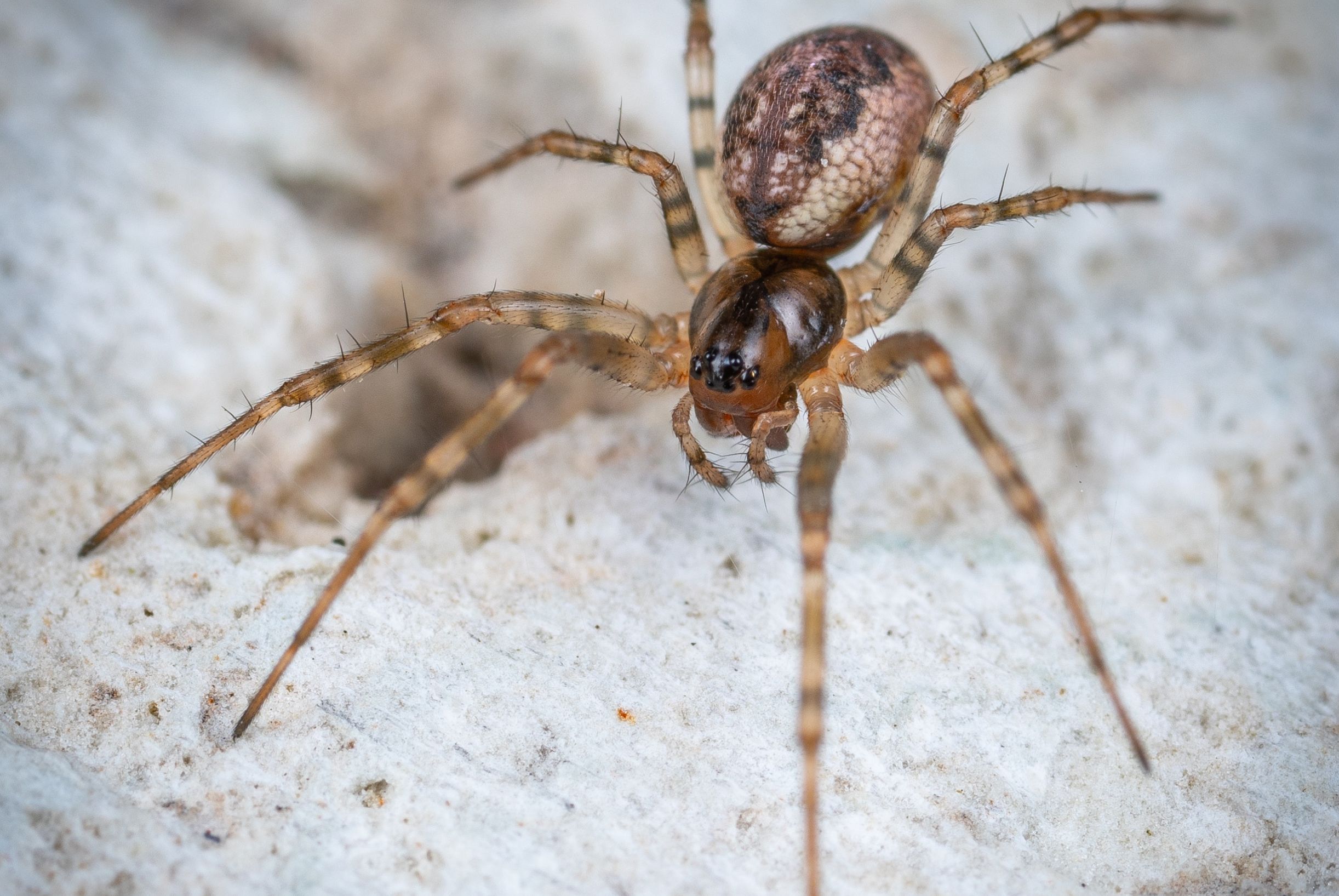 dedetização para aranhas em São José, grande Florianópolis,  Palhoça.